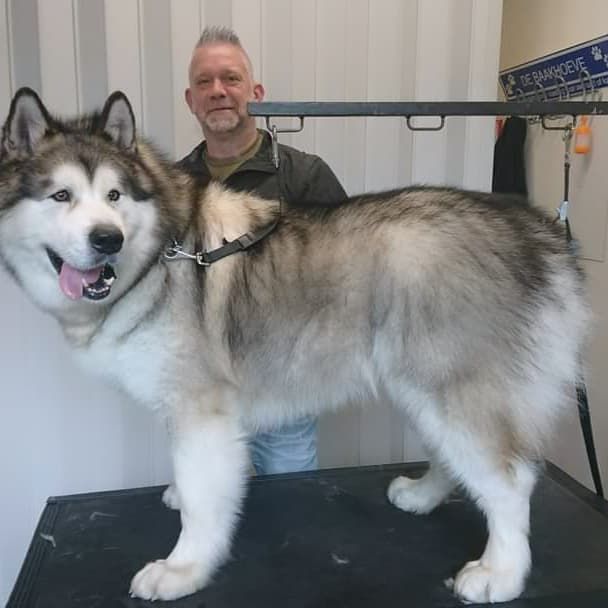 Een grote grijs-witte poolhond na de trimbeurt op de tafel