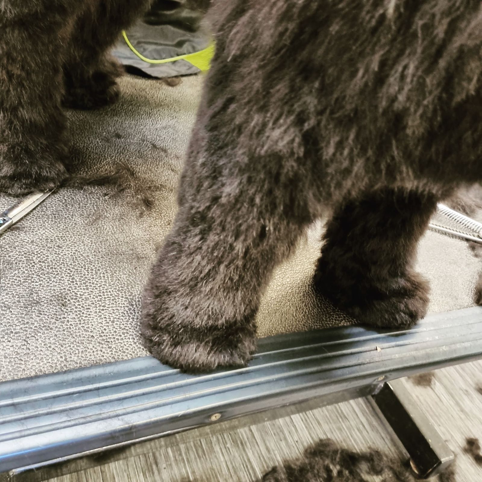 Close-up van de pas geknipte poten van een bruine krullenhond op de trimtafel