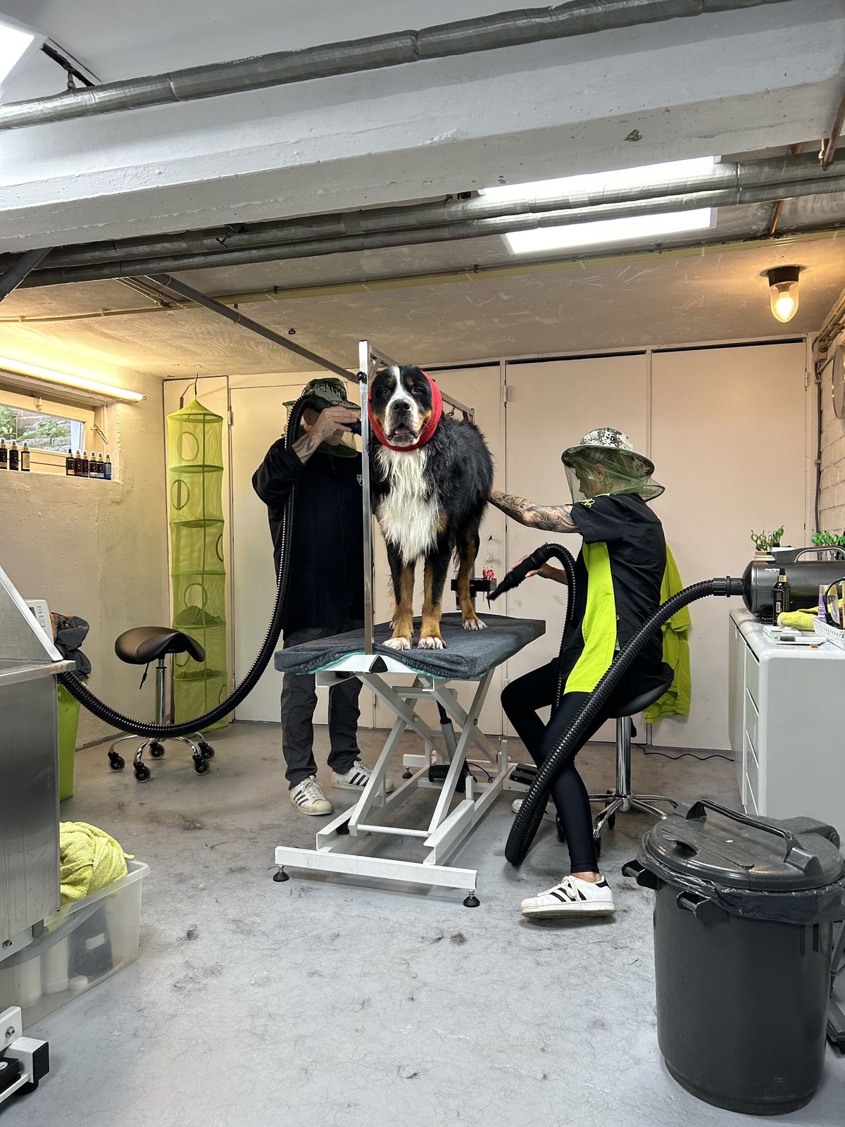 In de trimsalon blazen twee trimmers met een föhn de vacht van een Berner Sennen op de trimtafel uit