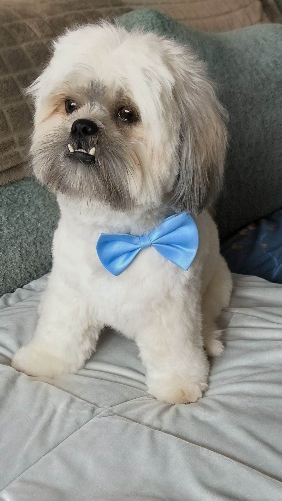 Een net getrimd wit hondje met een blauw strikje op de bank